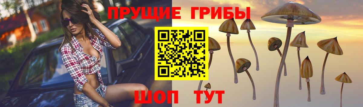Псилоцибиновые грибы GOLDEN TEACHER  Галлюциногенные грибы Magic Shrooms  Вход с VPN  купить наркоту  Светлоград 